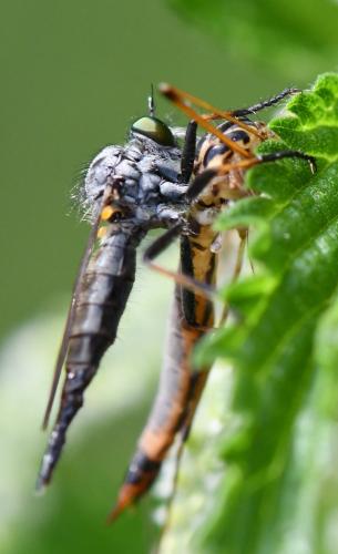 Neoitamus cyanurus
